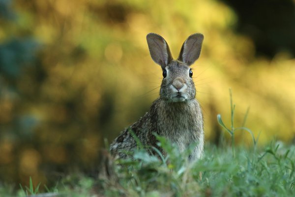 Comment gérer la territorialité chez les lapins béliers en cohabitation?