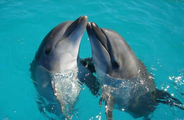 Quels sont les modes de communication entre les dauphins lors de la chasse en groupe?