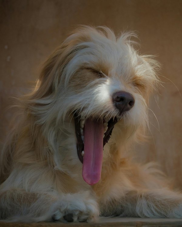 Optez pour le traceur gps pour chien sans abonnement idéal